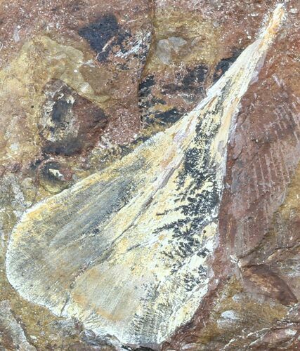 Fossil Ginkgo Leaf From North Dakota - Paleocene #58996